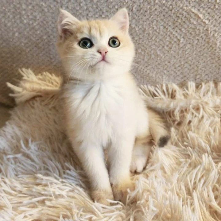 Sonic British Shorthair Kittens | Large selection of kittens. 