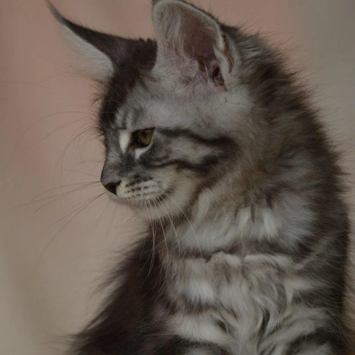 Andreas Maine Coon Kittens | Kittens for sale. 