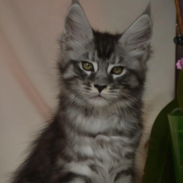 Andreas Maine Coon Kittens | Kittens for sale.