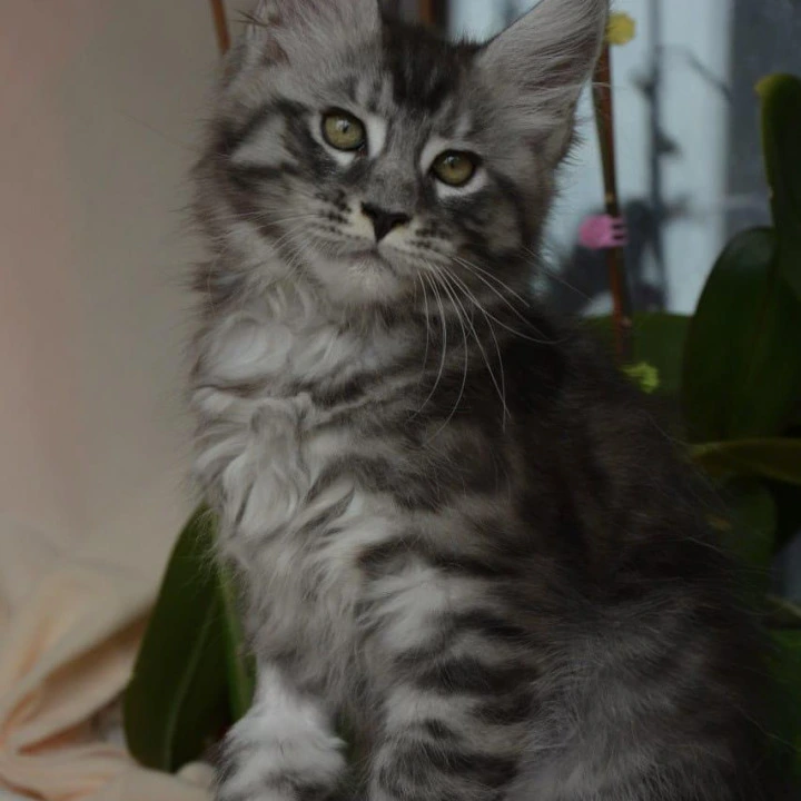 Andreas Maine Coon Kittens | Kittens for sale.