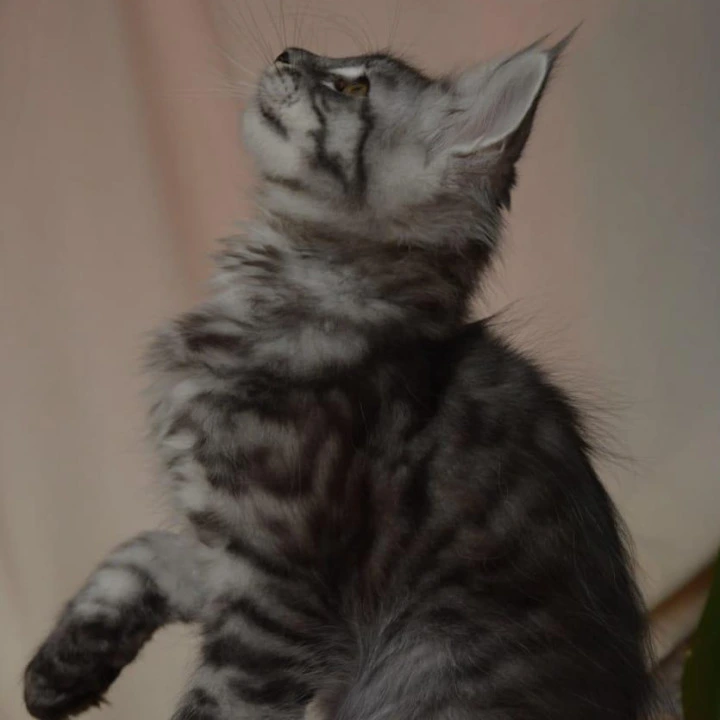 Andreas Maine Coon Kittens | Kittens for sale.