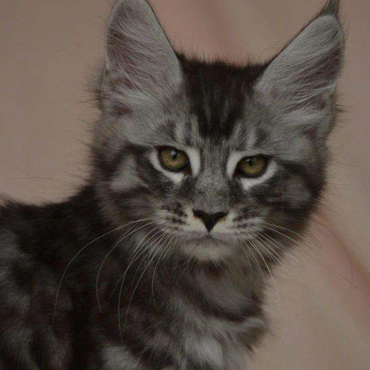 Andreas Maine Coon Kittens | Kittens for sale.