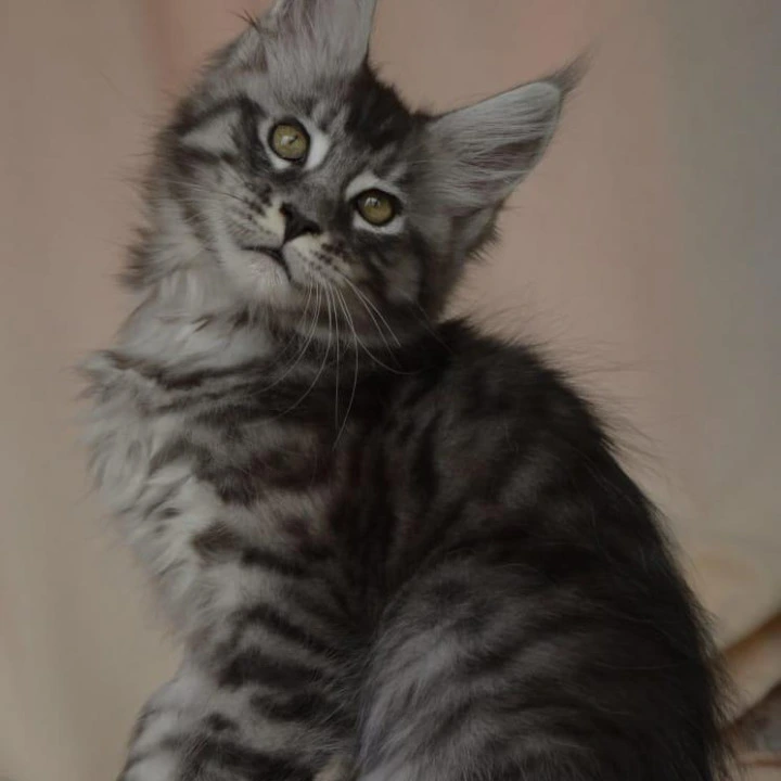 Andreas Maine Coon Kittens | Kittens for sale. 