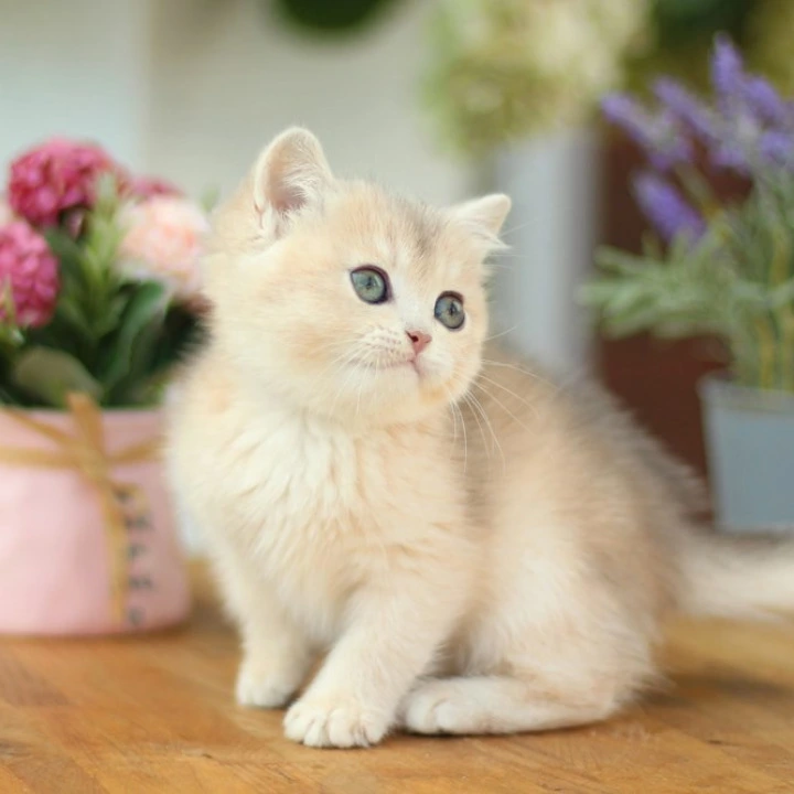 Mariana British Shorthair Kittens | Kittens for sale. 