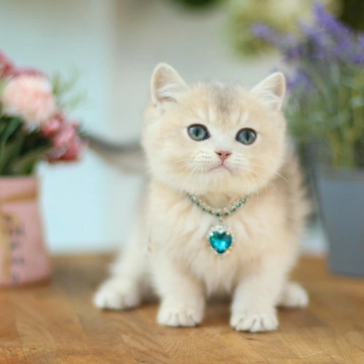Mariana British Shorthair Kittens | Kittens for sale. 