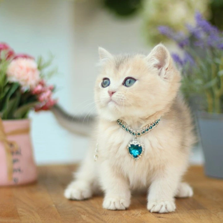 Mariana British Shorthair Kittens | Kittens for sale. 
