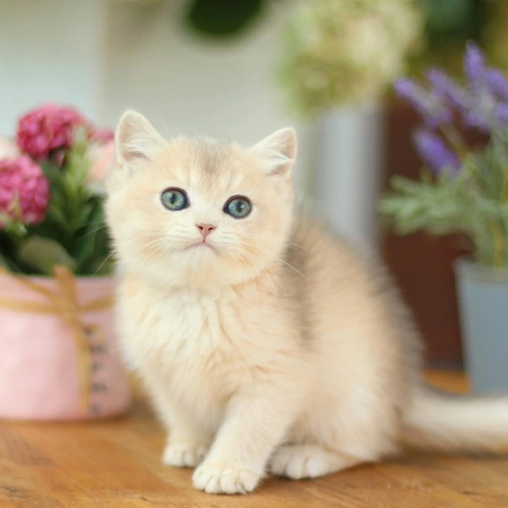 Mariana British Shorthair Kittens | Kittens for sale. 