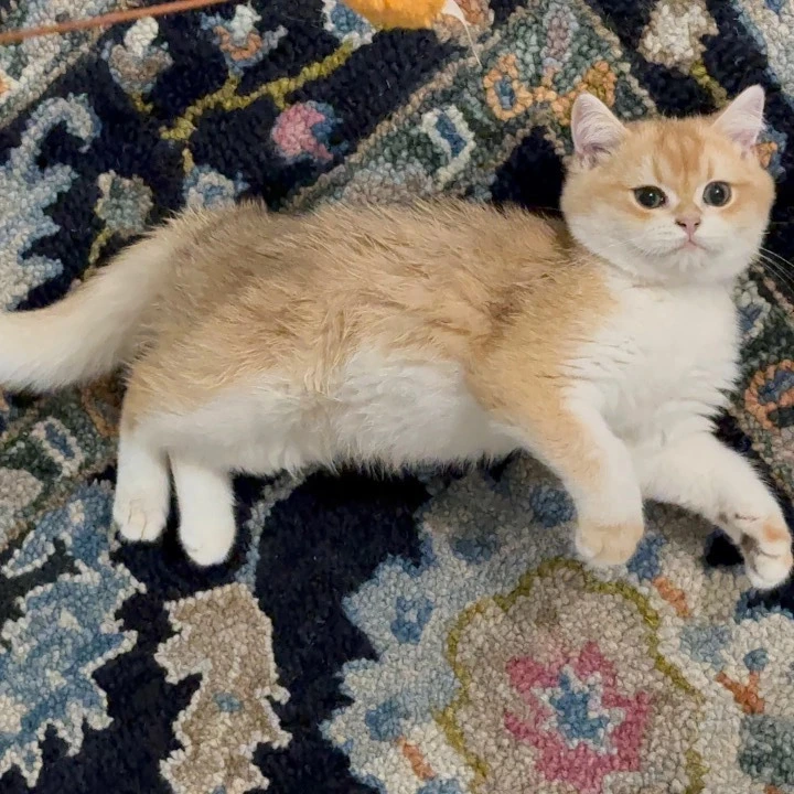 Cucci British Shorthair Kittens | Kittens for sale. 