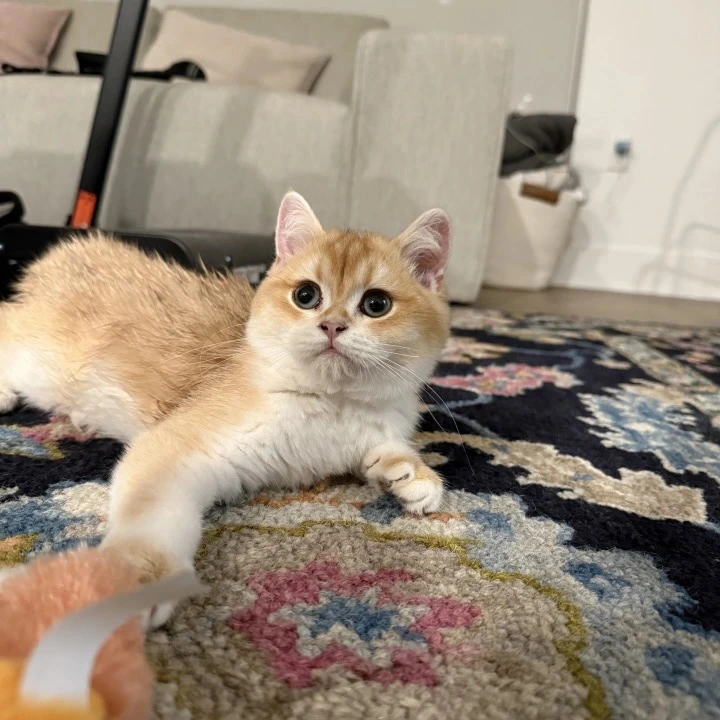 Cucci British Shorthair Kittens | Kittens for sale. 