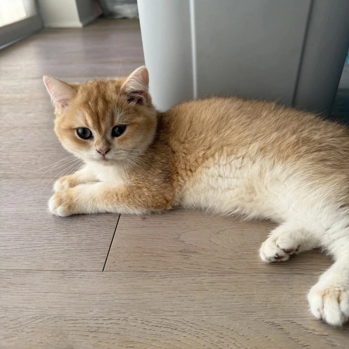 Cucci British Shorthair Kittens | Kittens for sale. 