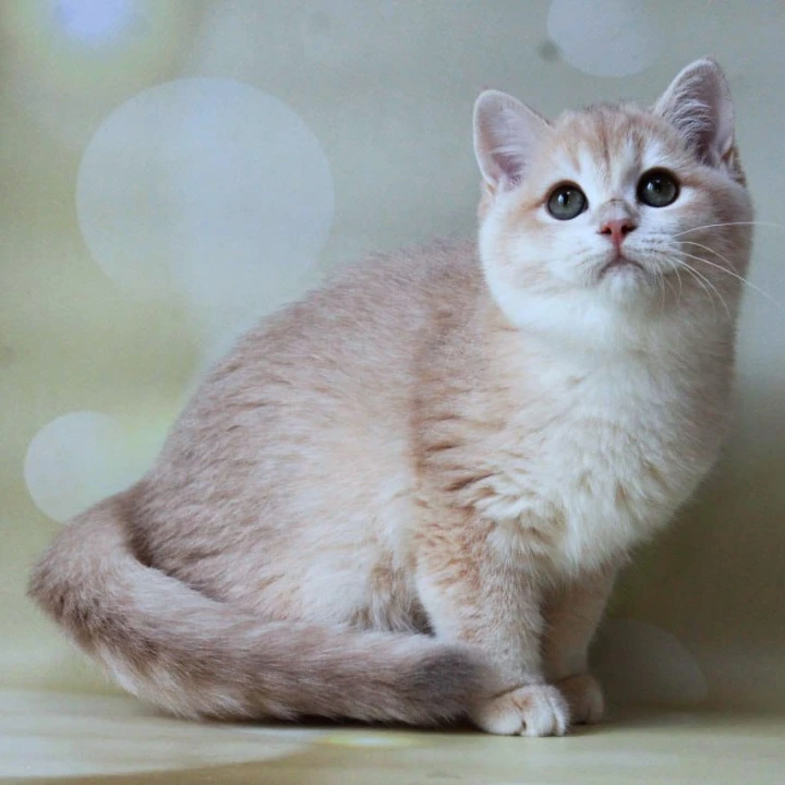 Аmadey British Shorthair Kittens | Buy a kitten. 