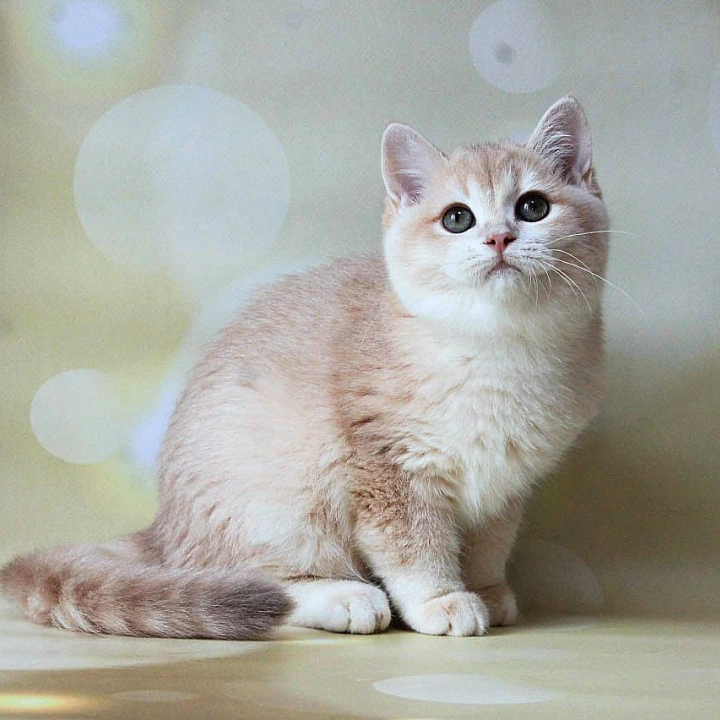 Аmadey British Shorthair Kittens | Buy a kitten. 