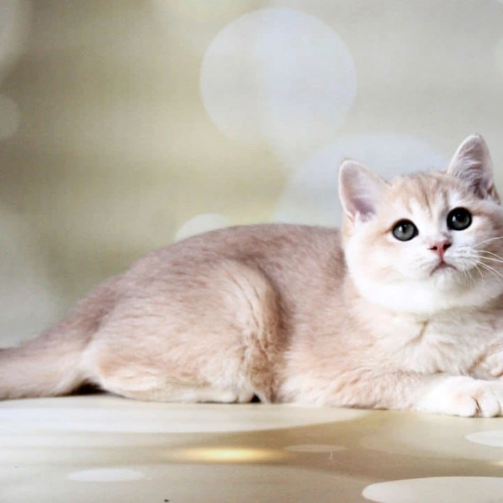 Аmadey British Shorthair Kittens | Buy a kitten. 