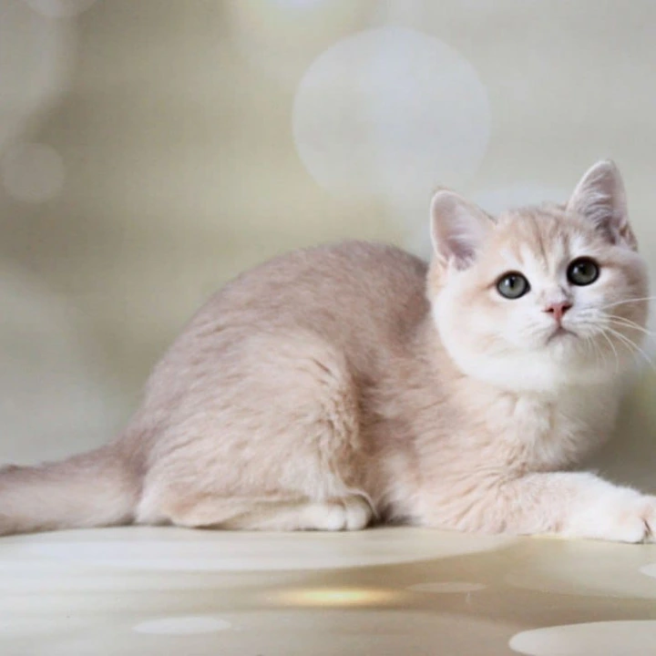 Аmadey British Shorthair Kittens | Buy a kitten. 