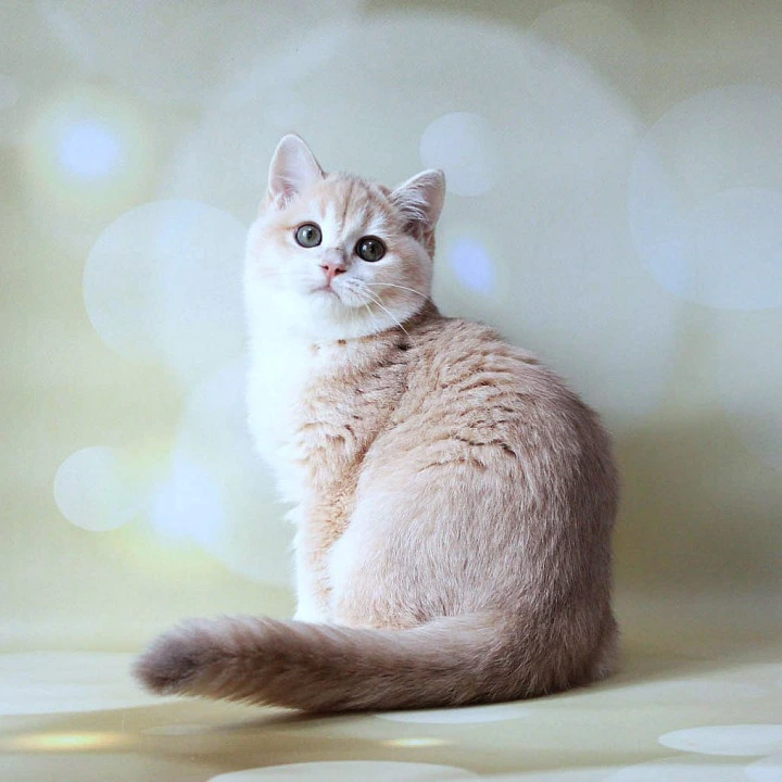 Аmadey British Shorthair Kittens | Buy a kitten. 