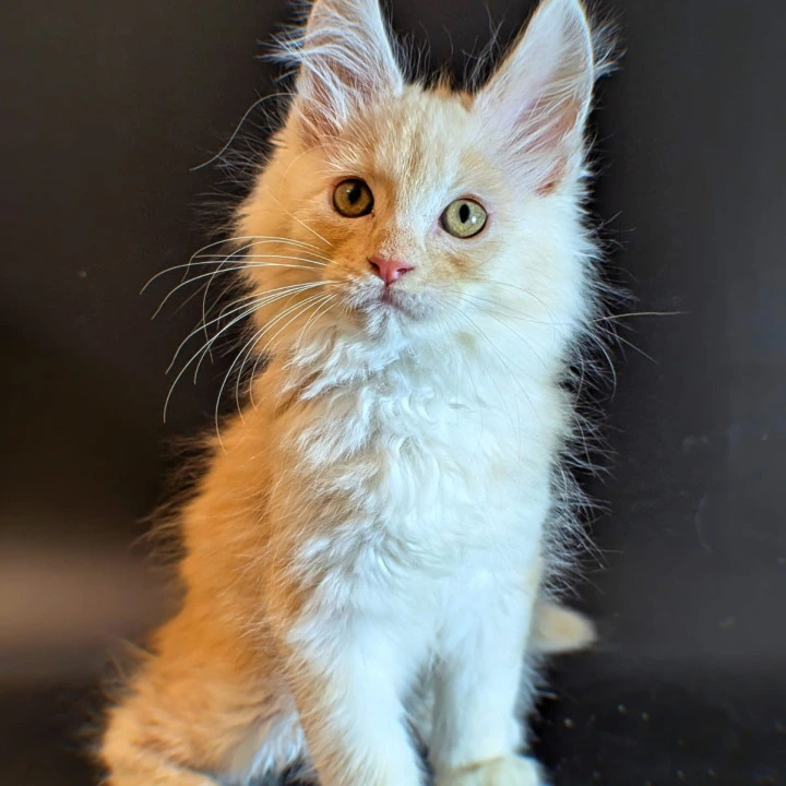 Max Maine Coon Kittens | Kittens for sale. 