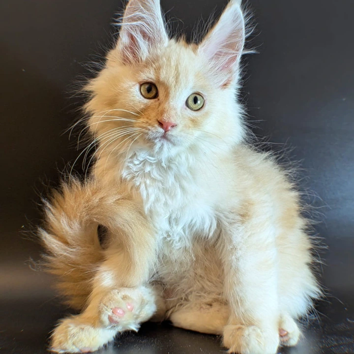 Max Maine Coon Kittens | Kittens for sale. 