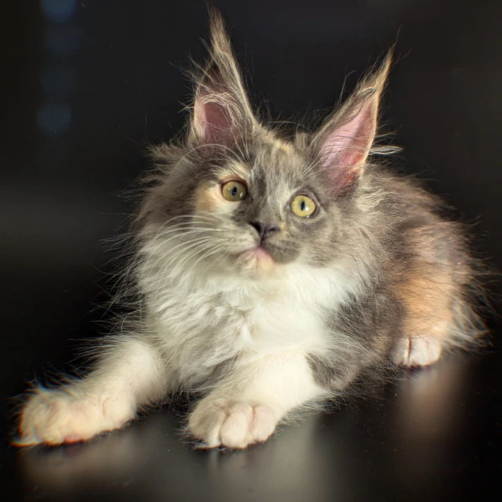Chloe Maine Coon Kittens | Buy a kitten. 