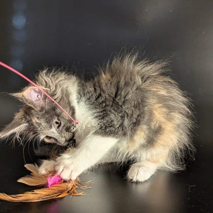 Chloe Maine Coon Kittens | Buy a kitten. 