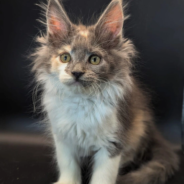 Chloe Maine Coon Kittens | Buy a kitten. 