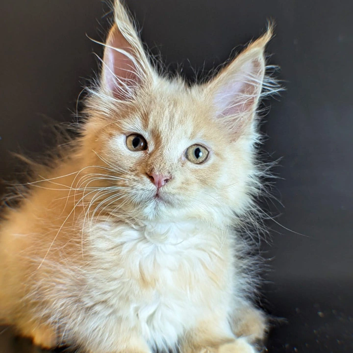 Sunny Maine Coon Kittens | Large selection of kittens. 