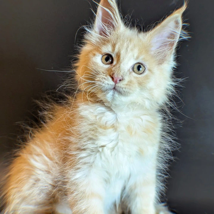 Sunny Maine Coon Kittens | Large selection of kittens.