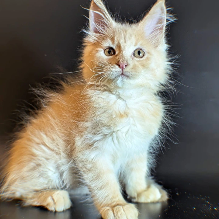 Sunny Maine Coon Kittens | Large selection of kittens. 