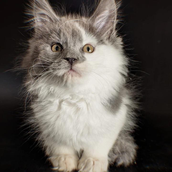 Sam Maine Coon Kittens | Large selection of kittens. 