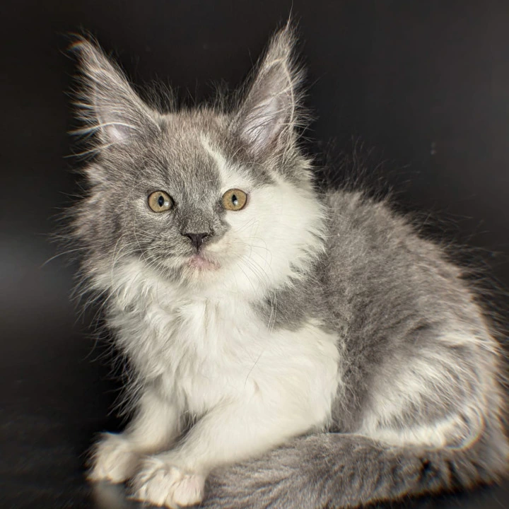 Sam Maine Coon Kittens | Large selection of kittens. 