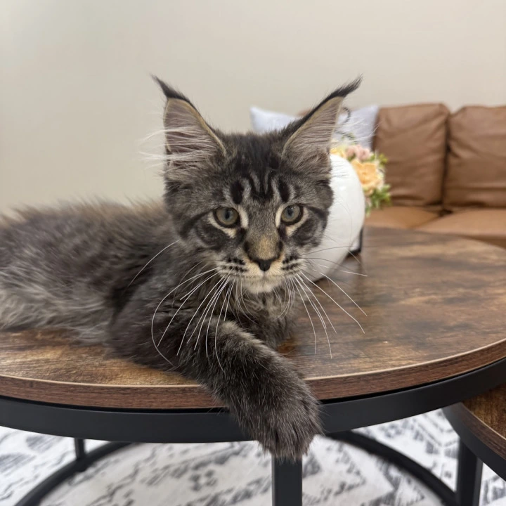 Eros Maine Coon Kittens | Large selection of kittens.