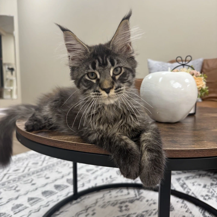 Eros Maine Coon Kittens | Large selection of kittens.