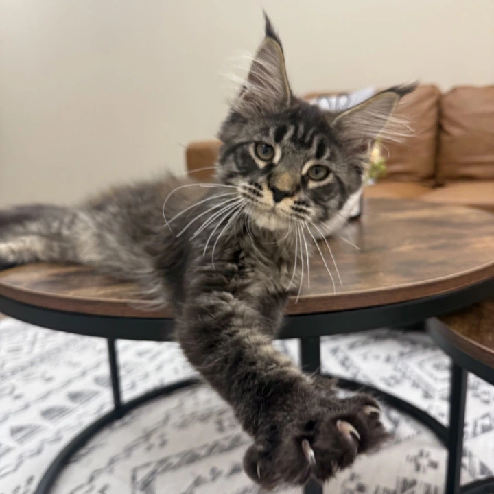 Eros Maine Coon Kittens | Large selection of kittens.