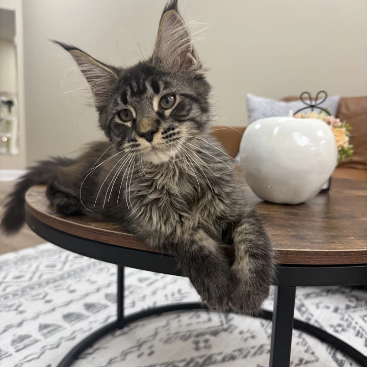 Eros Maine Coon Kittens | Large selection of kittens.