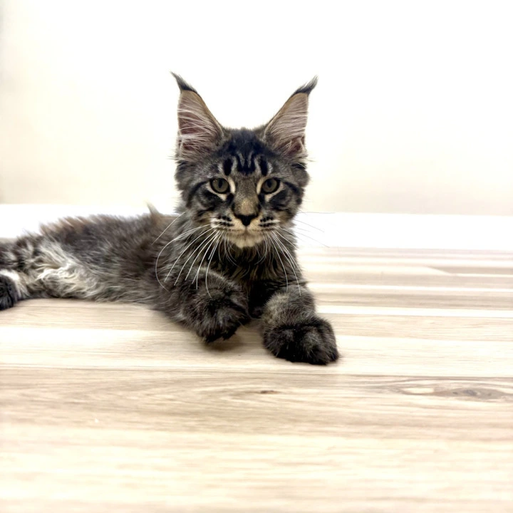 Eros Maine Coon Kittens | Large selection of kittens.