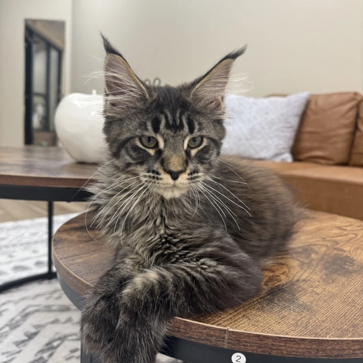 Eros Maine Coon Kittens | Large selection of kittens.