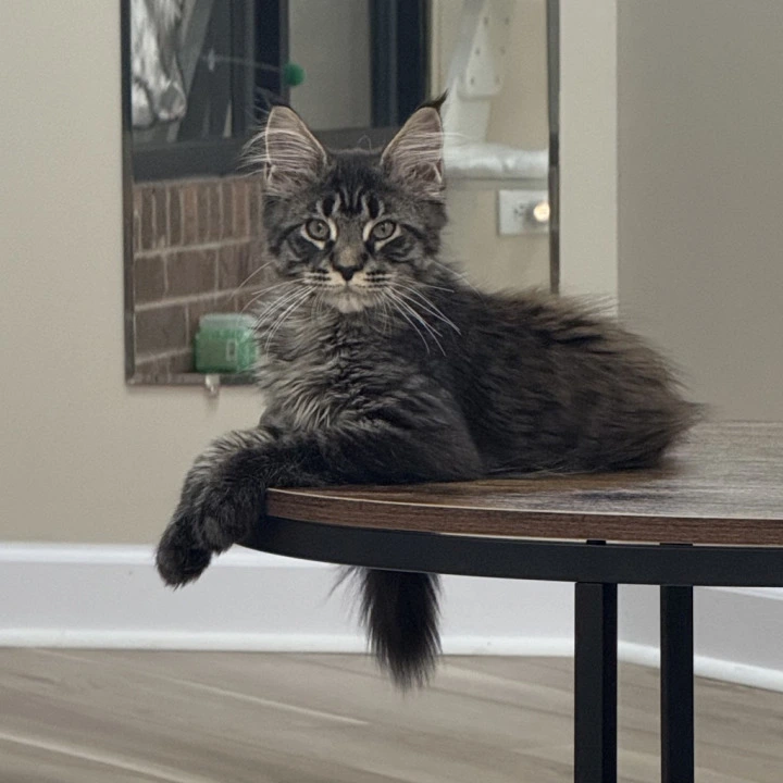 Eros Maine Coon Kittens | Large selection of kittens.