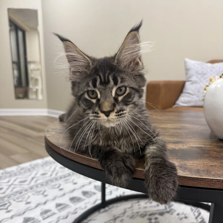 Eros Maine Coon Kittens | Large selection of kittens.