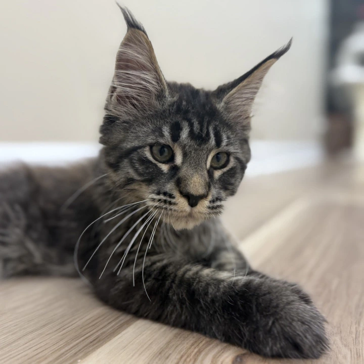 Eros Maine Coon Kittens | Large selection of kittens.