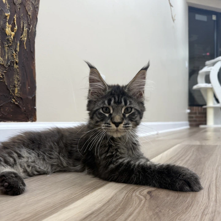 Eros Maine Coon Kittens | Large selection of kittens.