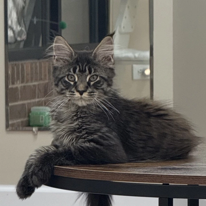 Eros Maine Coon Kittens | Large selection of kittens.