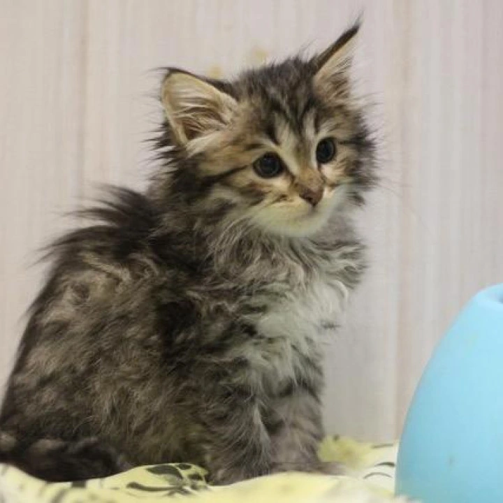 Afrodita Siberian Kittens | Large selection of kittens. 