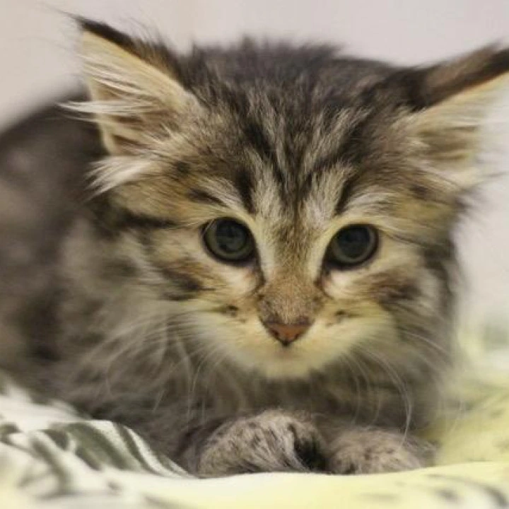 Afrodita Siberian Kittens | Large selection of kittens.