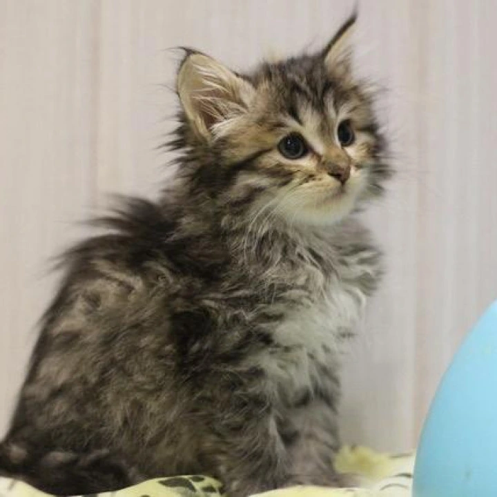 Afrodita Siberian Kittens | Large selection of kittens.