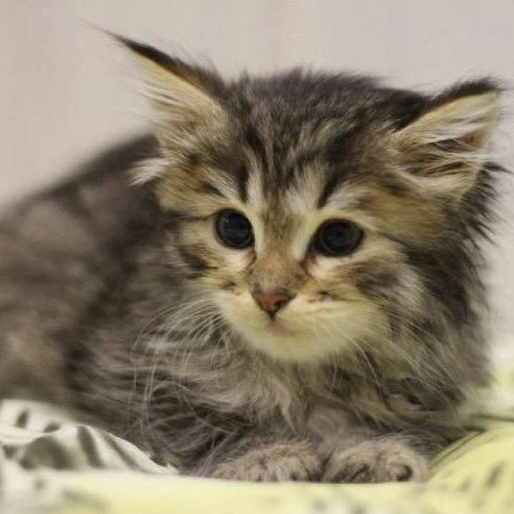 Afrodita Siberian Kittens | Large selection of kittens. 