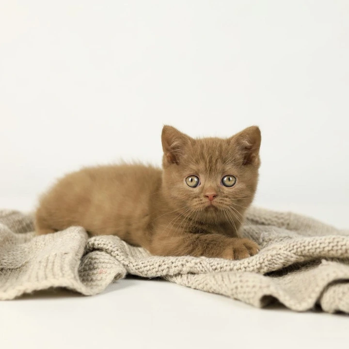 Zachar British Shorthair Kittens | Large selection of kittens. 
