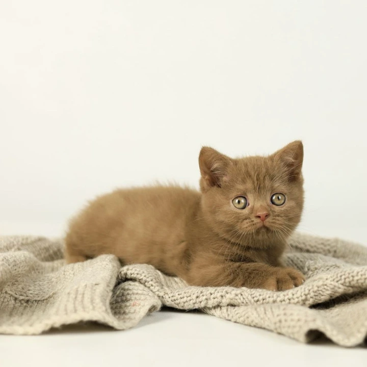 Zachar British Shorthair Kittens | Large selection of kittens. 