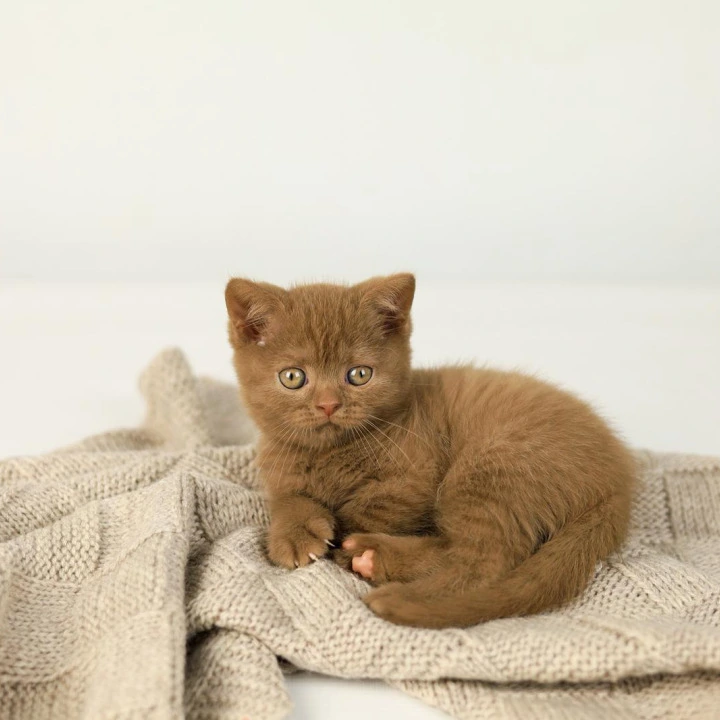 Zachar British Shorthair Kittens | Large selection of kittens. 