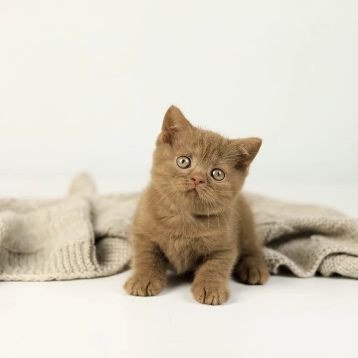Zachar British Shorthair Kittens | Large selection of kittens. 