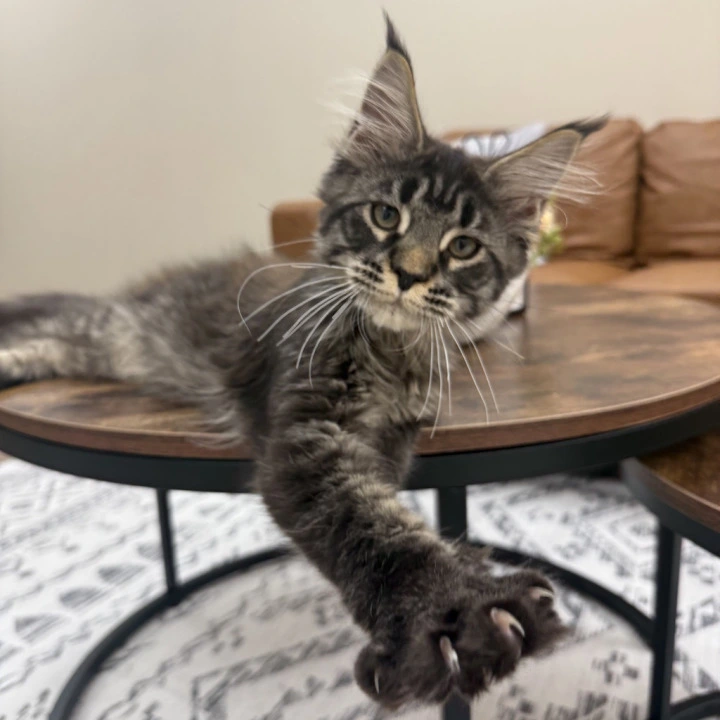 Eros Maine Coon Kittens | Large selection of kittens. 