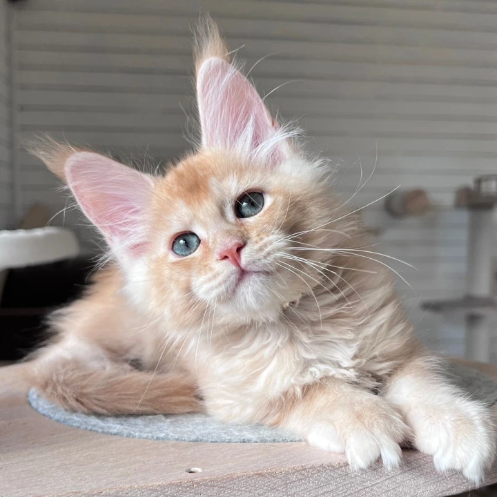 Edgar Maine Coon Kittens | Kitten for sale. 